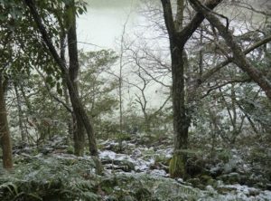 九大の森冬景色
