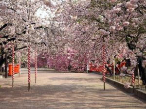 造幣局 桜の通り抜けの桜
