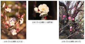 羽根木公園2018梅